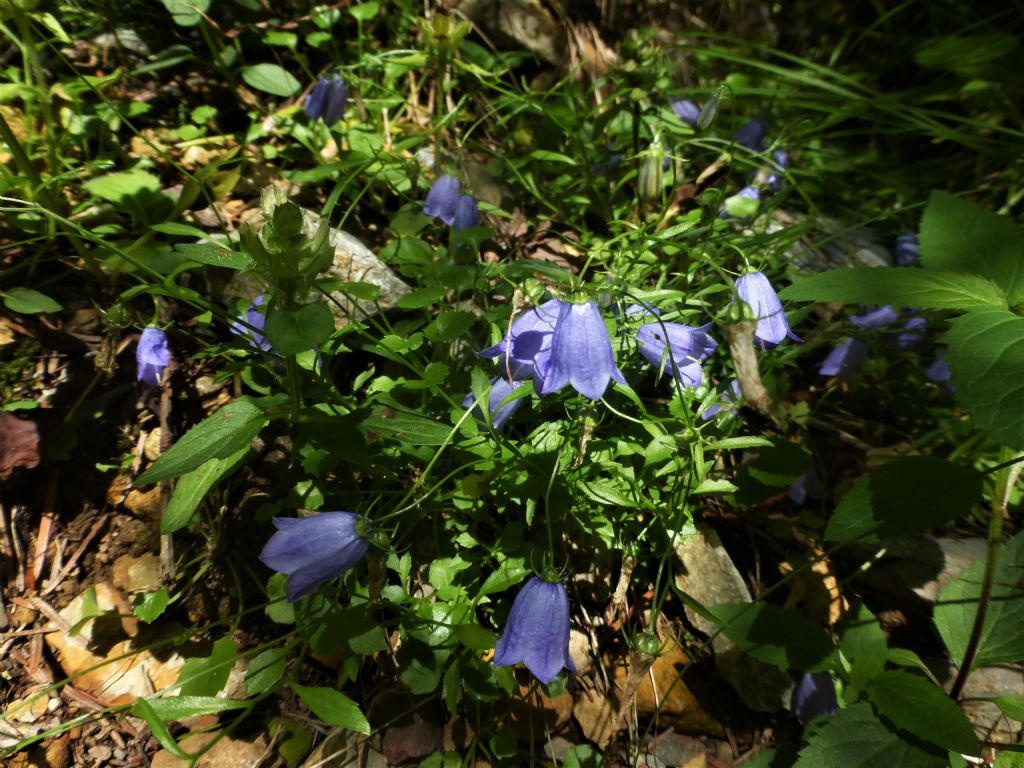 Campanula rotundifolia / Campanula soldanella